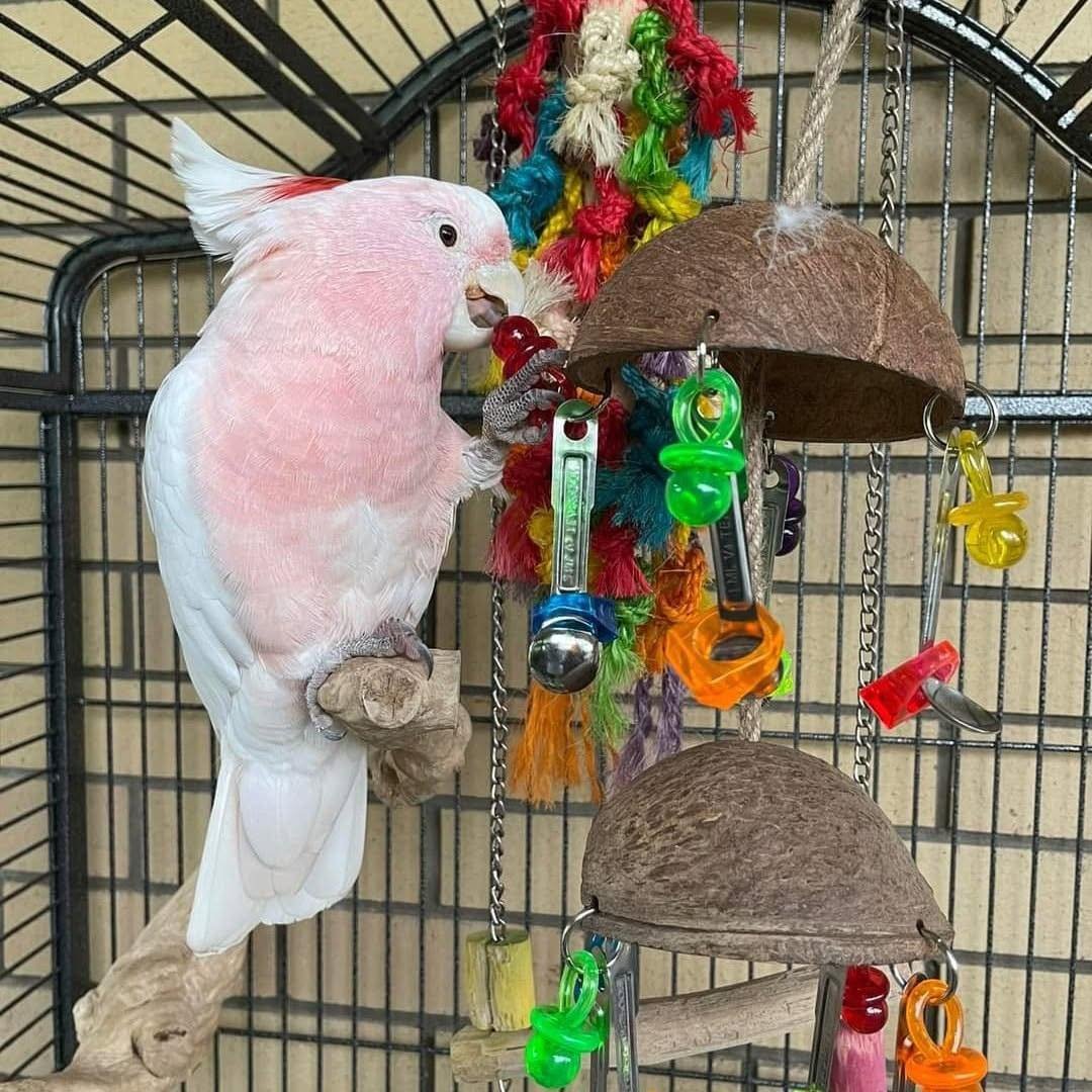 Cockatoo for sale near me