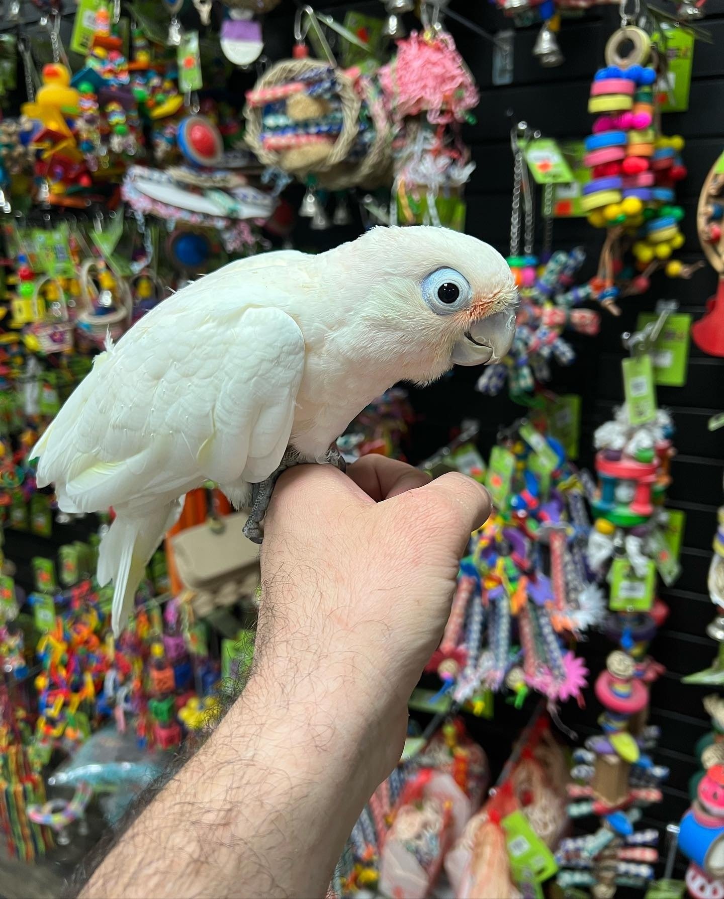 Cockatoo for sale ready for a new home
