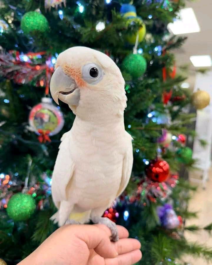 Cockatoo for sale in the USA healthy tame