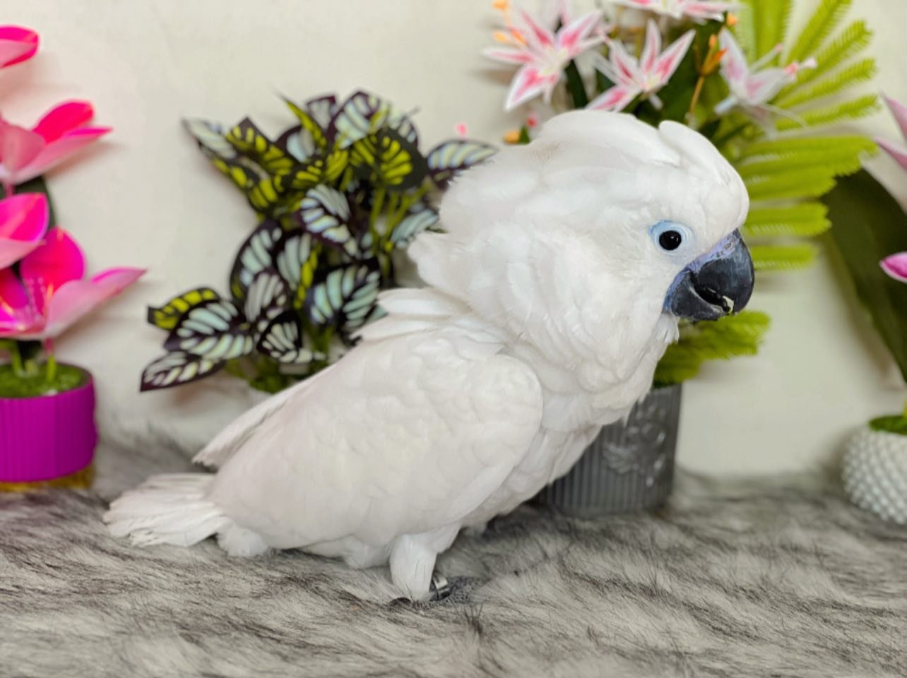 Cockatoo for sale friendly exotic parrot