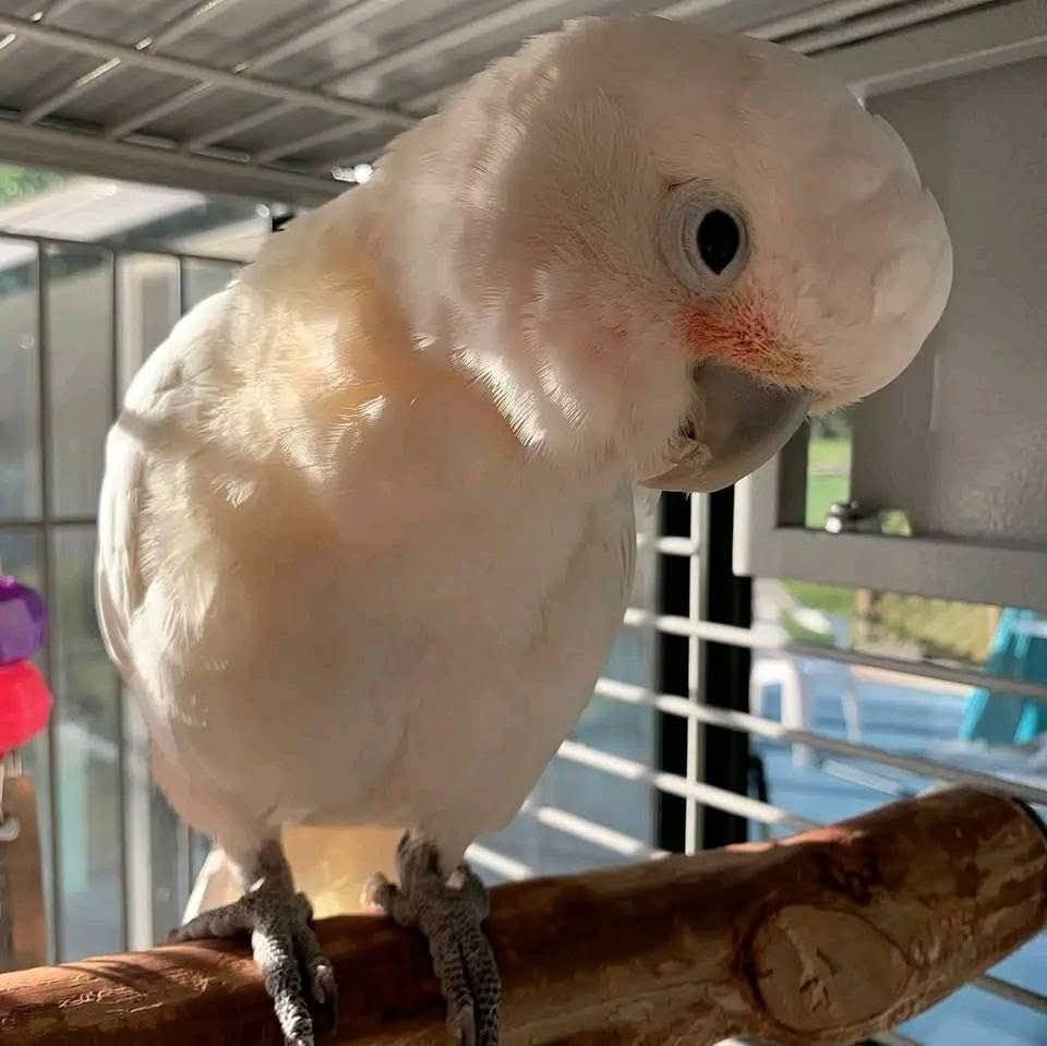 Cockatoo for sale hand reared companion parrot