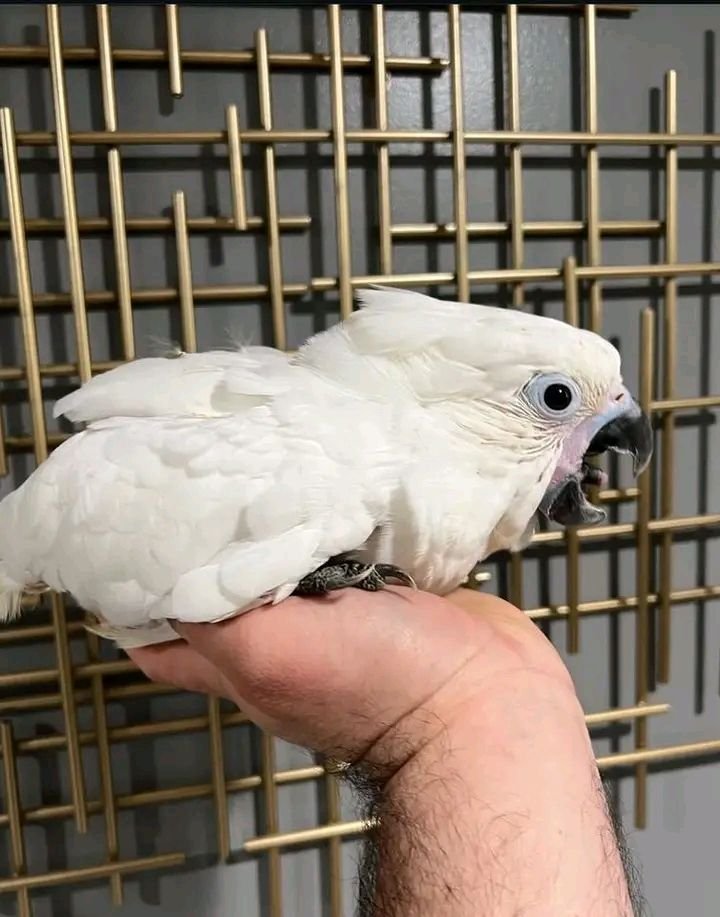 Cockatoo for sale indoor pet parrot