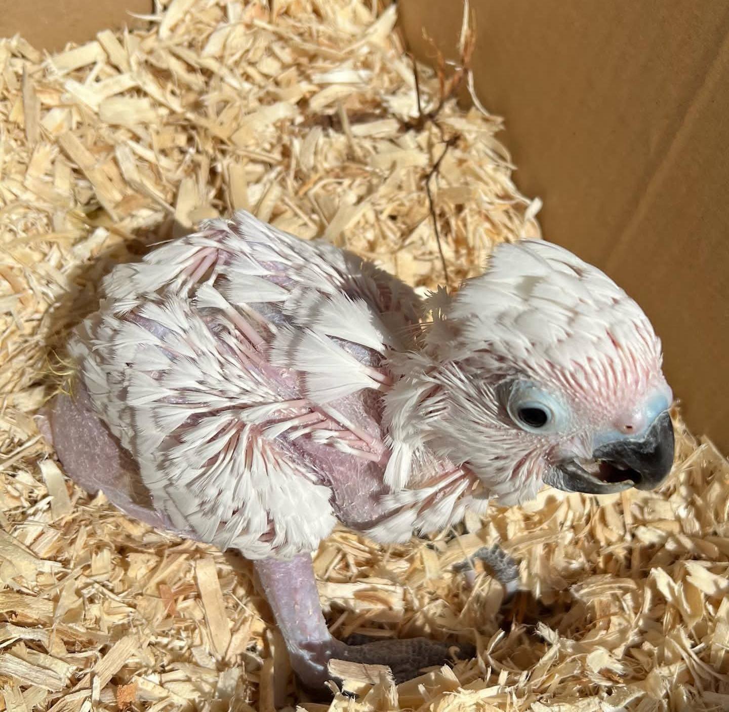 Cockatoo for sale 8 weeks old