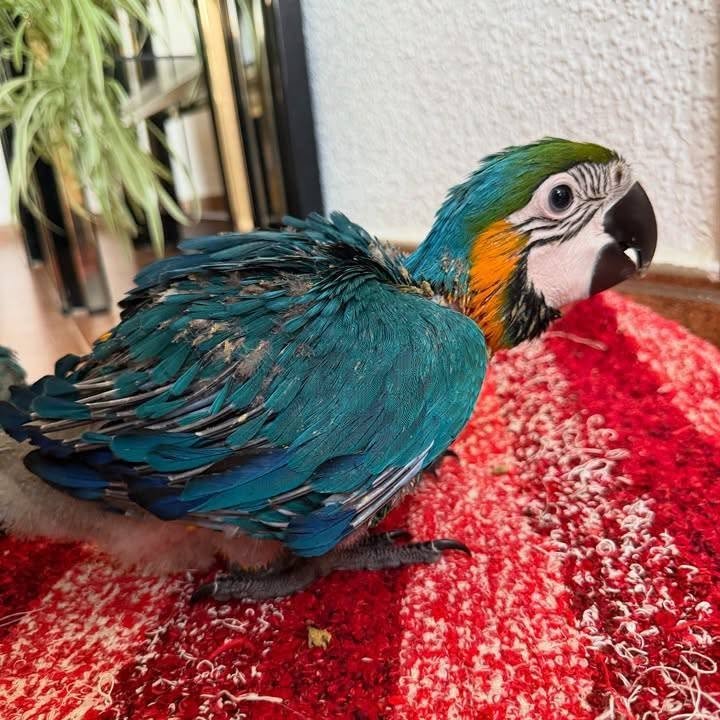 Blue and gold macaw for sale in the USA