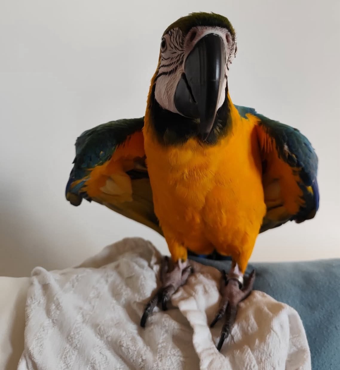 Friendly blue and gold macaw for sale
