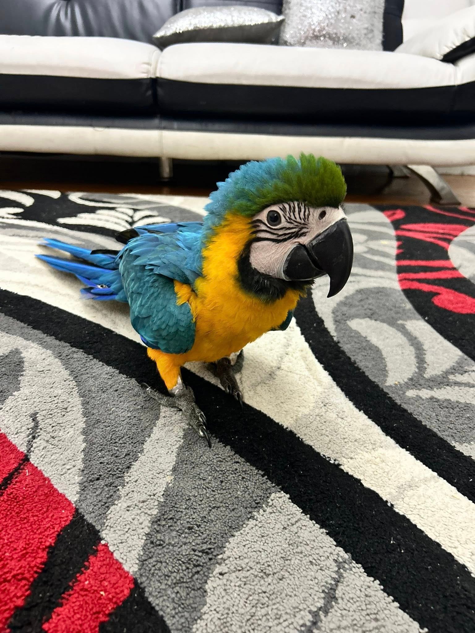 Hand raised blue and gold macaw for sale