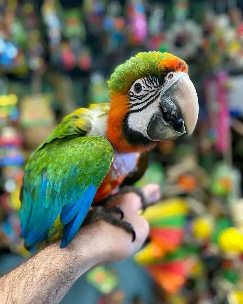 Ruby gold macaw for sale