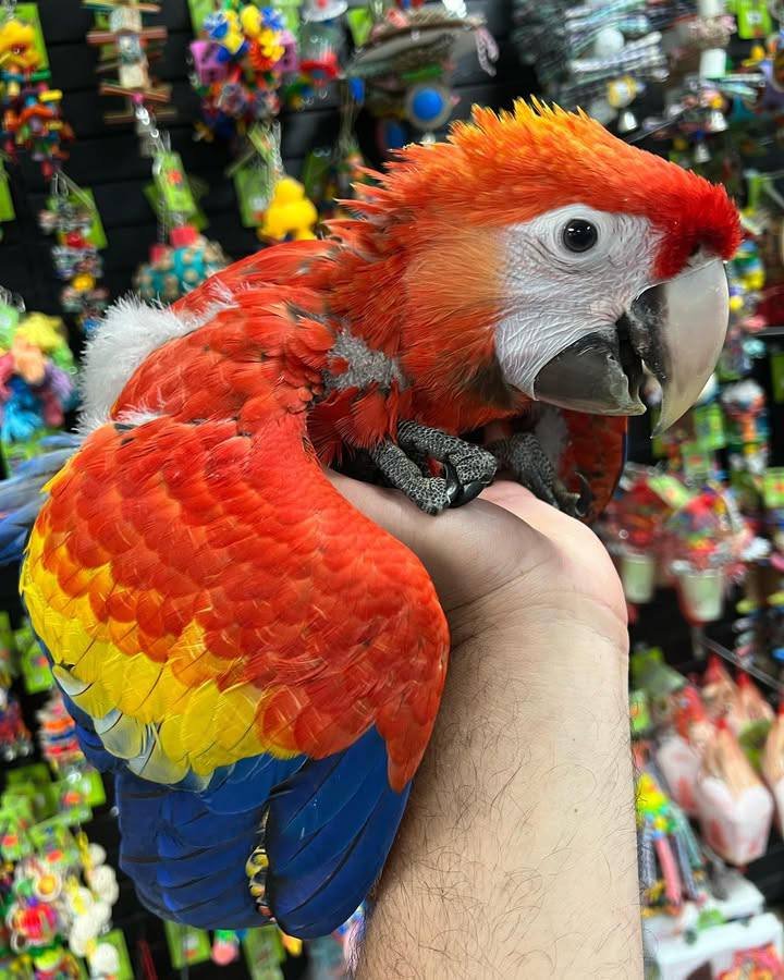 Scarlet macaw for sale 5 months old