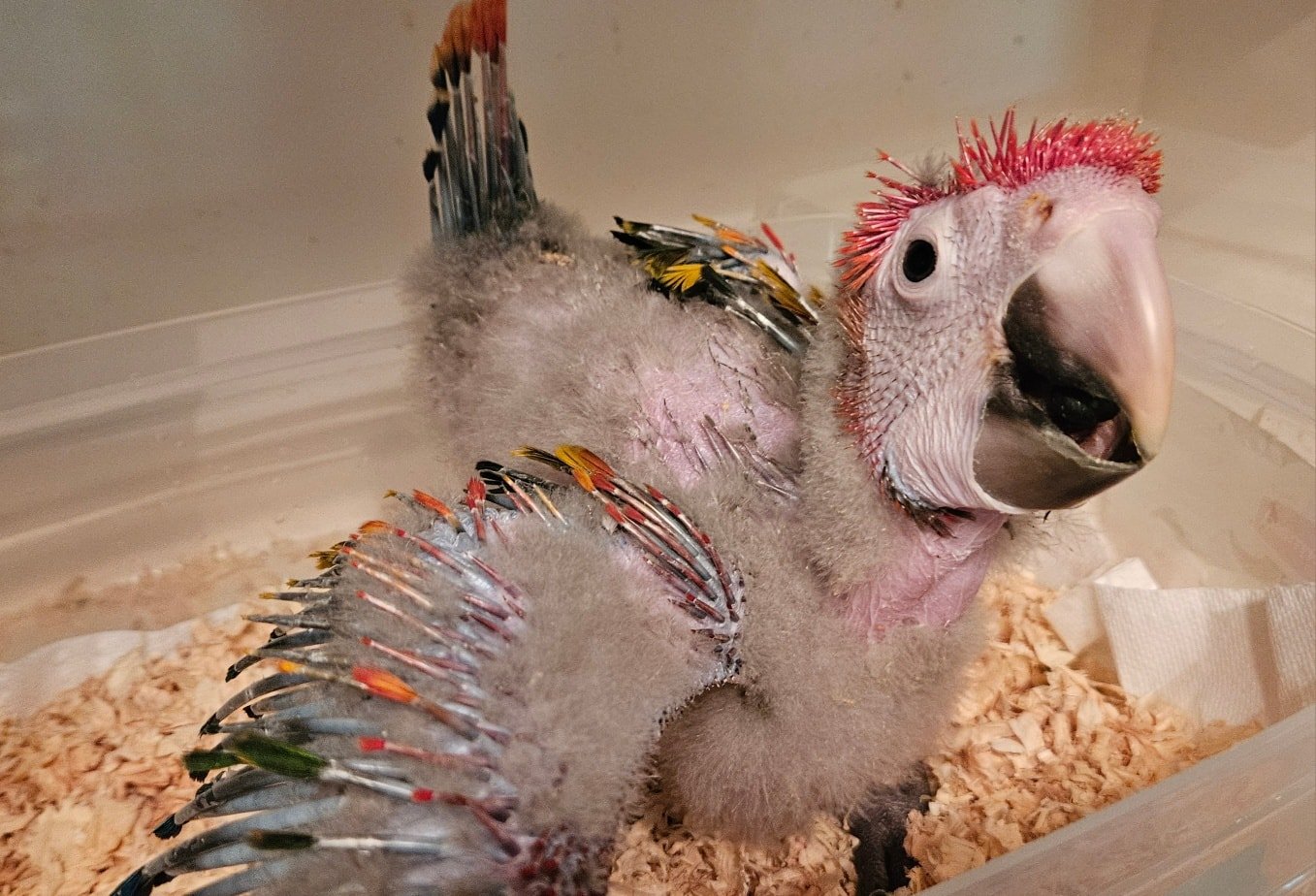 Scarlet macaw for sale 7 weeks old