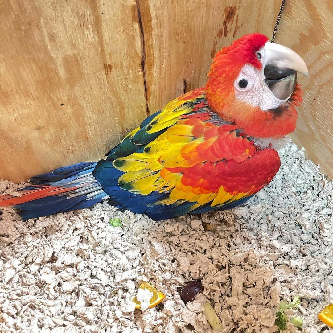 Scarlet macaw for sale 5 months hand reared
