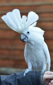 Cockatoo parrot for sale in the USA