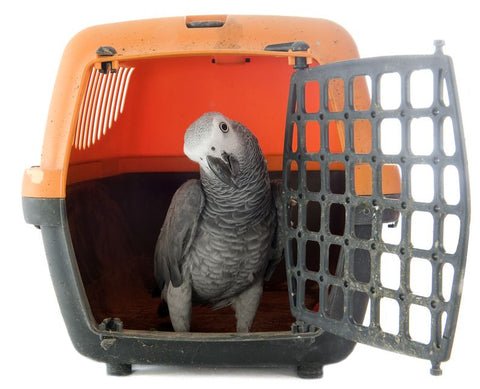 Nationwide parrot delivery in the USA using airline-approved travel crates